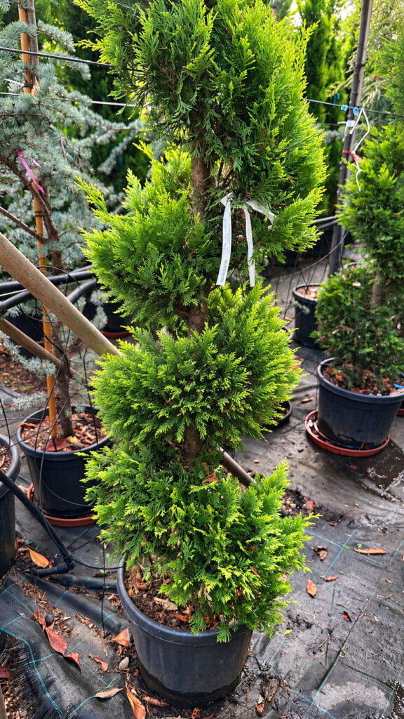 Spirál aranyleylandi ciprus (Cupressocyparis leylandii ‘Gold Rider’)