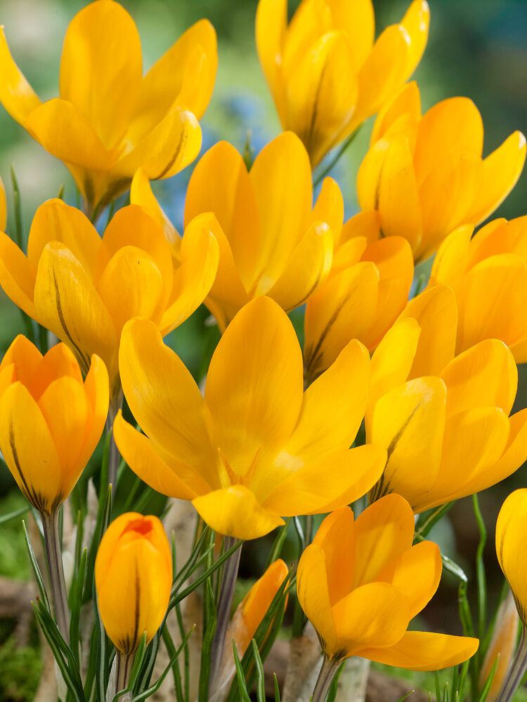 Crocus golden yellow