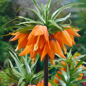 Fritillaria imperialis aurora