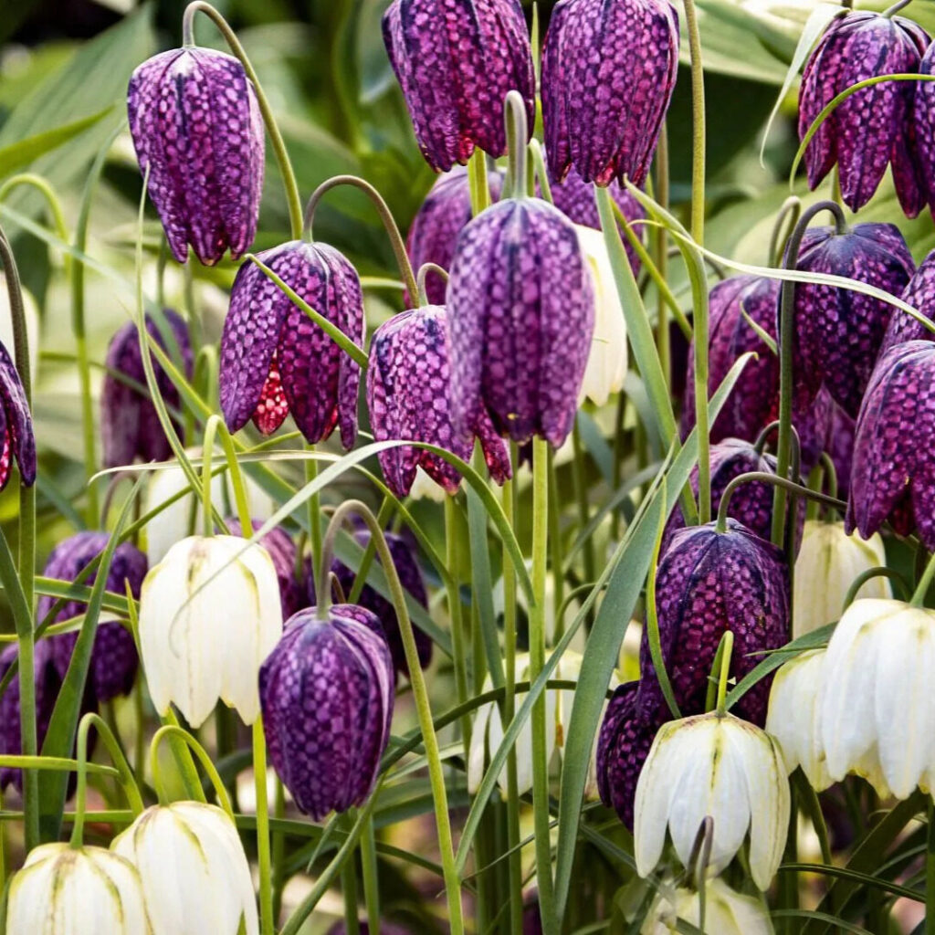 Fritillaria meleagris mix