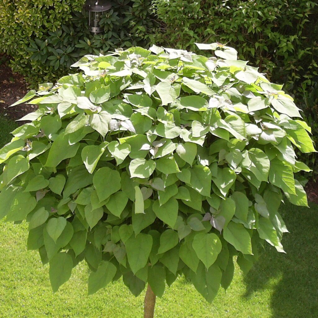 Gömbszivarfa (Catalpa bignonioides 'Nana')
