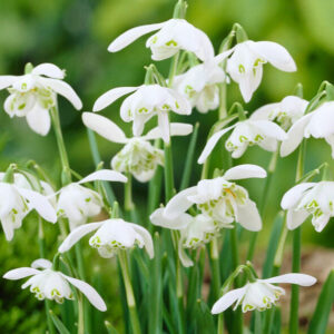 Galanthus flore pleno