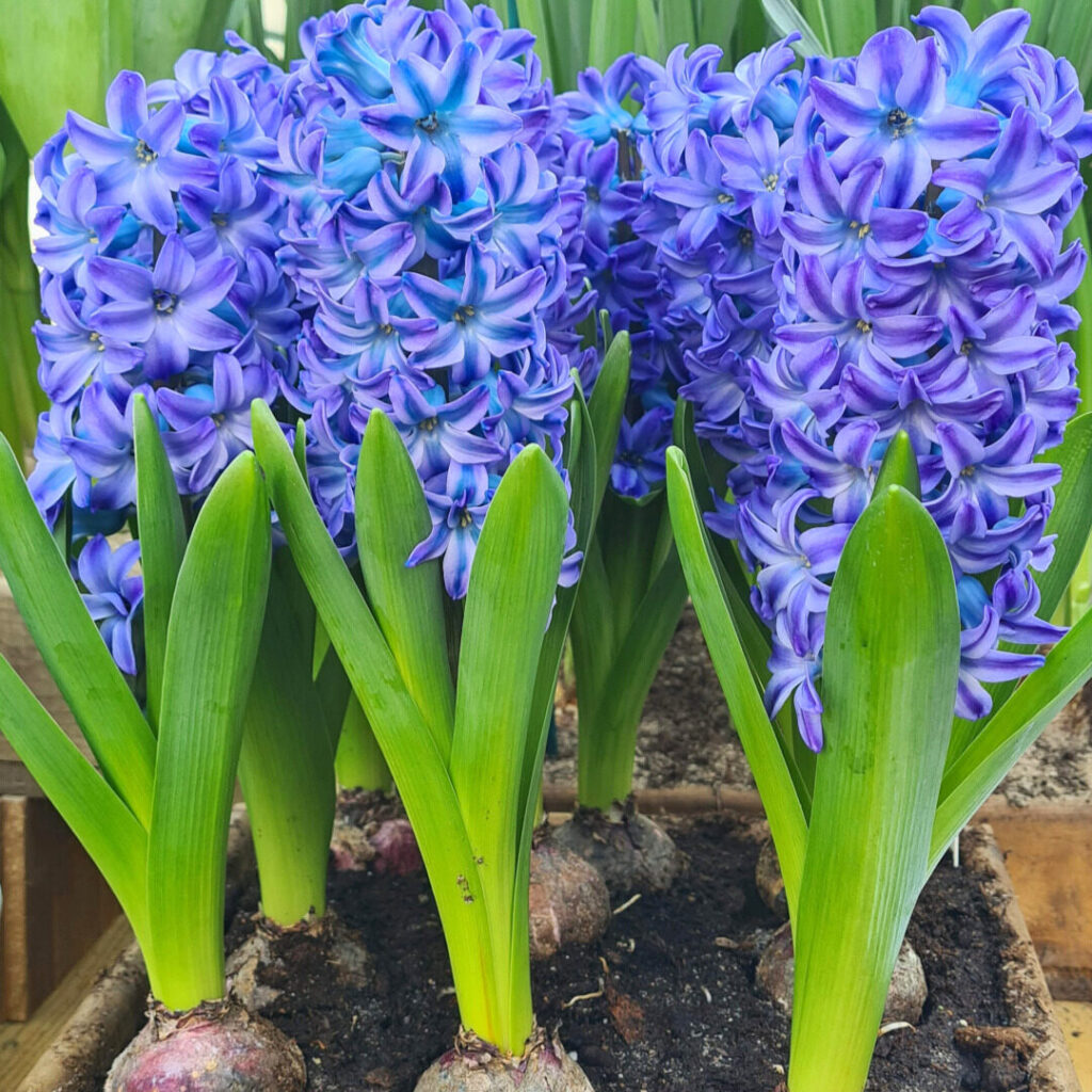 Hyacinthus aqua