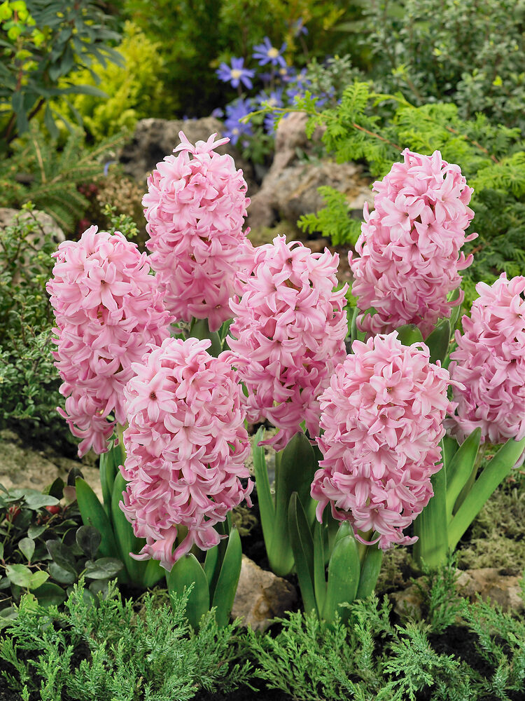Hyacinthus pink surprise