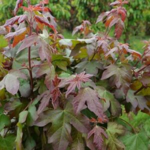 Mezei juhar (Acer campestre ‘Red Shine’)