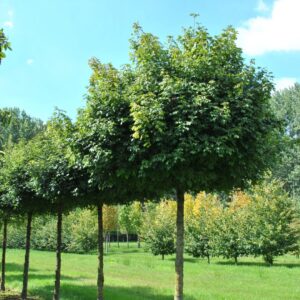 Mezei juhar (Acer campestre ‘Nanum’)