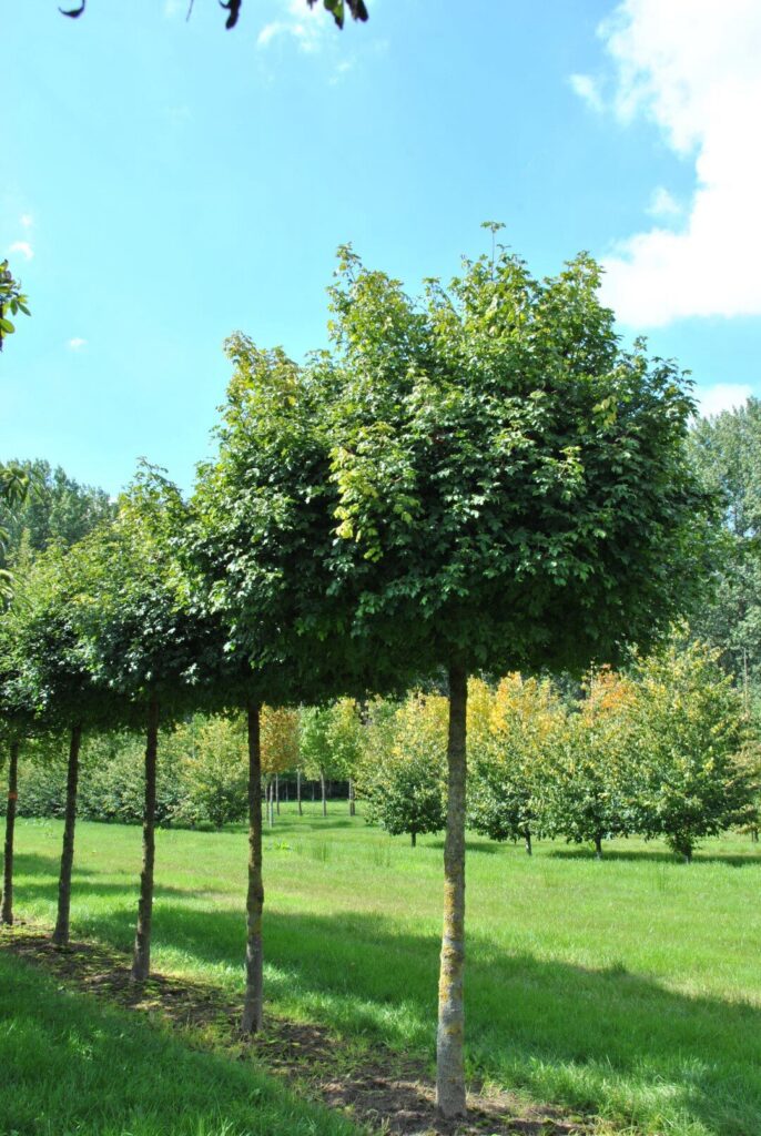 Mezei juhar (Acer campestre ‘Nanum’)