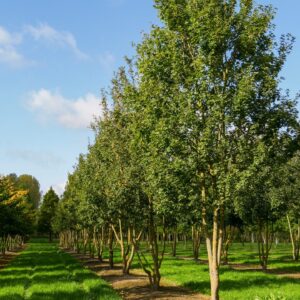 Mezei juhar (Acer campestre ‘Korinthosz’)