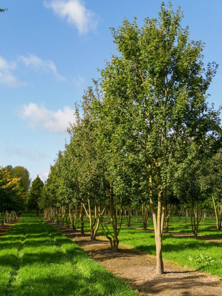 Mezei juhar (Acer campestre ‘Korinthosz’)