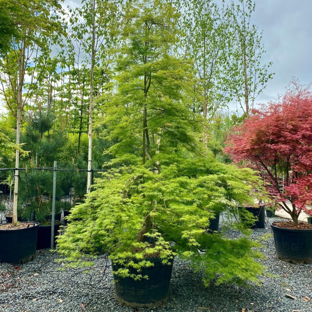 Japán juhar (Acer palmatum ‘Emerald Lace’)
