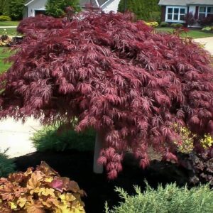 Japán juhar (Acer palmatum ‘Crimson Queen’)