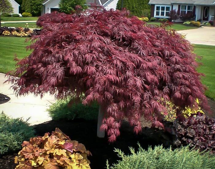 Japán juhar (Acer palmatum ‘Crimson Queen’)