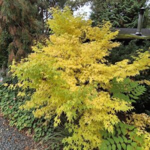 Japán juhar (Acer palmatum ‘Be Hoo’)