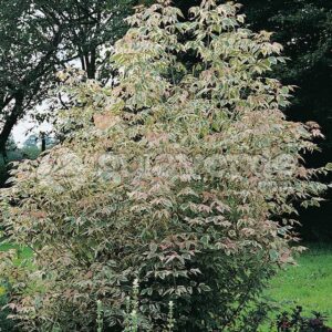 Kőrislevelű juhar (Acer negundo ‘Flamingo’)