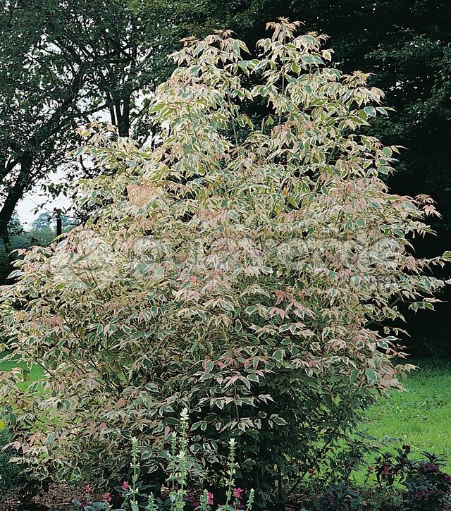 Kőrislevelű juhar (Acer negundo ‘Flamingo’)