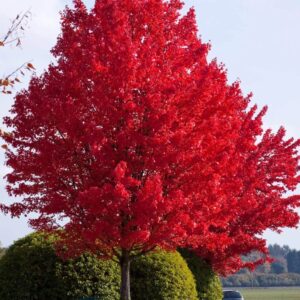 Freeman juhar (Acer freemanii ‘Autumn Blaze’)