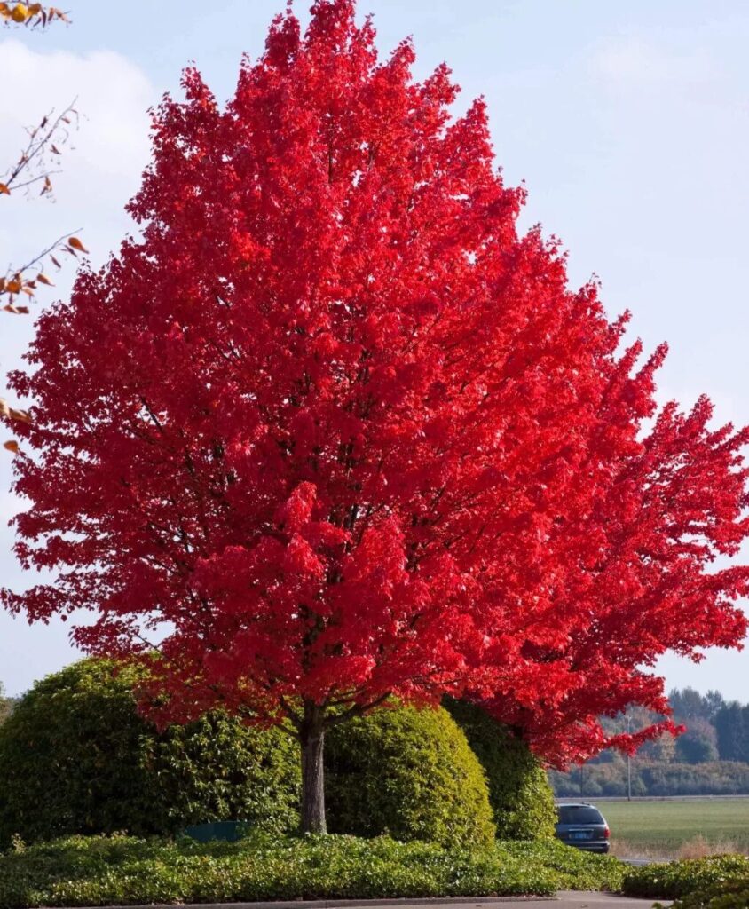 Freeman juhar (Acer freemanii ‘Autumn Blaze’)