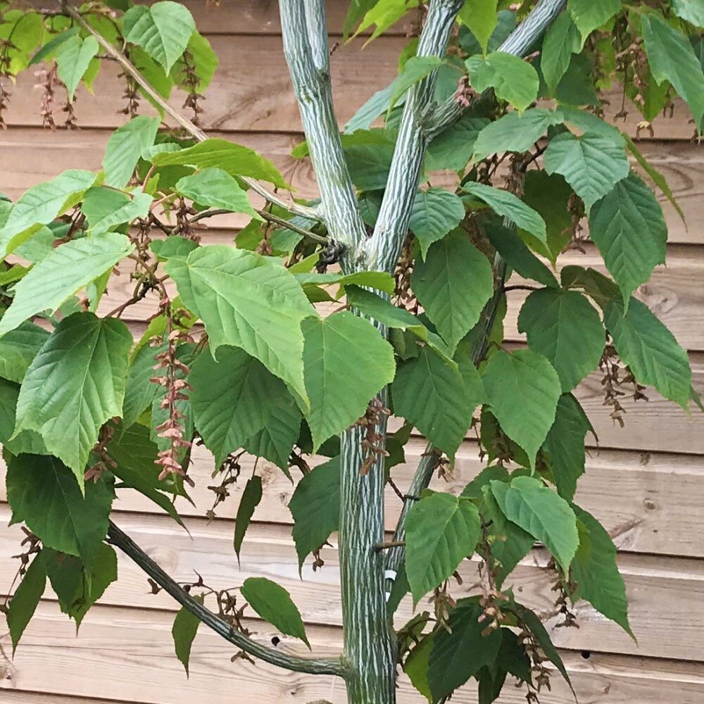 Kígyóbőr juhar (Acer davidii ‘Viper’)