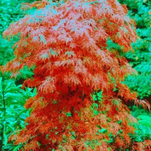 Japán juhar (Acer palmatum ‘Orangeola’)