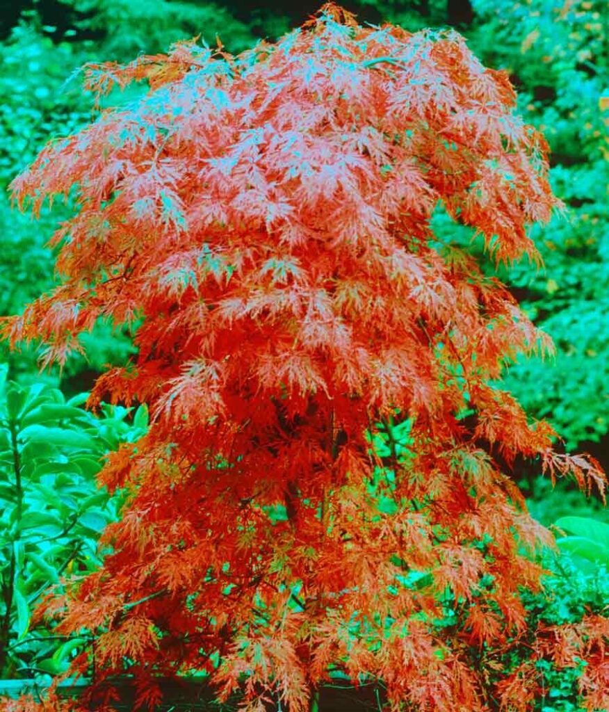 Japán juhar (Acer palmatum ‘Orangeola’)