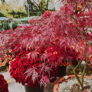 Japán juhar (Acer palmatum ‘Firecracker’)