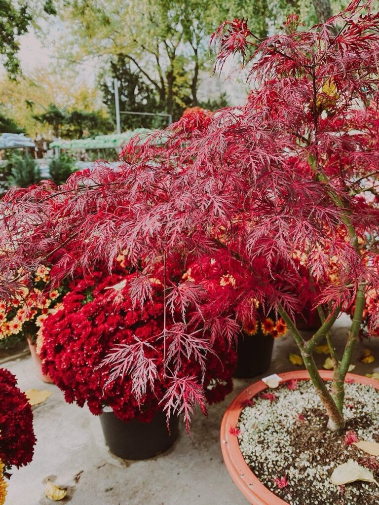 Japán juhar (Acer palmatum ‘Firecracker’)