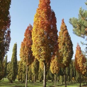 Mezei juhar (Acer campestre ‘Green Column’)