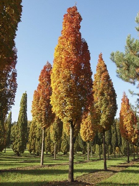 Mezei juhar (Acer campestre ‘Green Column’)