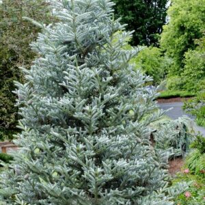 Koreai jegenyefenyő (Abies koreana ‘Silberlocke’)