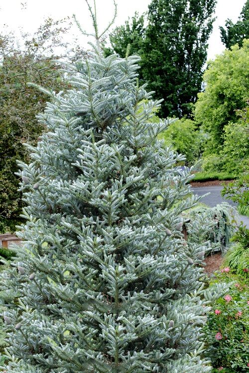 Koreai jegenyefenyő (Abies koreana ‘Silberlocke’)