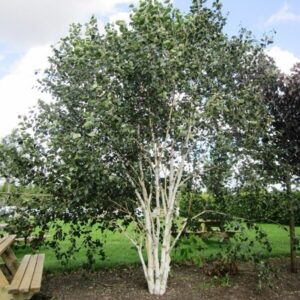 Himalájai nyír (Betula utilis 'Jacquemontii')