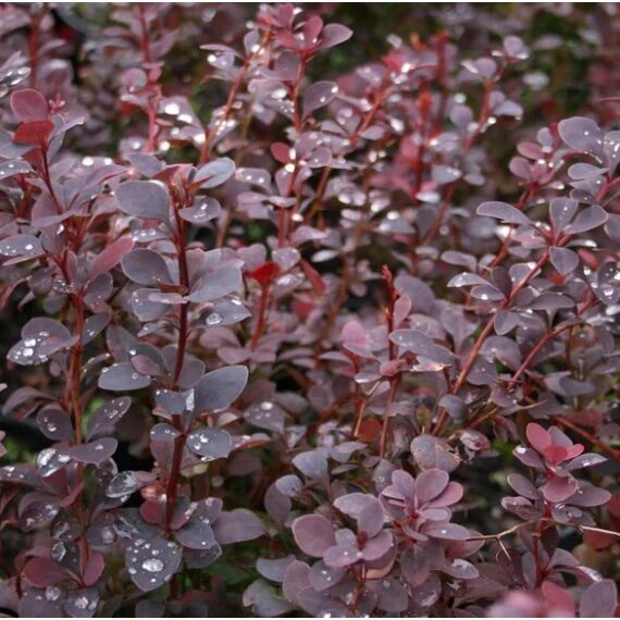 Barna levelű borbolya (Berberis thunbergii ‘Chocolate Summer’)