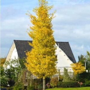 Ginkgó – oszlopos oltvány (Ginkgo biloba ‘Menhír’)