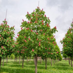 Hússzínű vadgesztenye (Aesculus carnea ‘Briotii’)