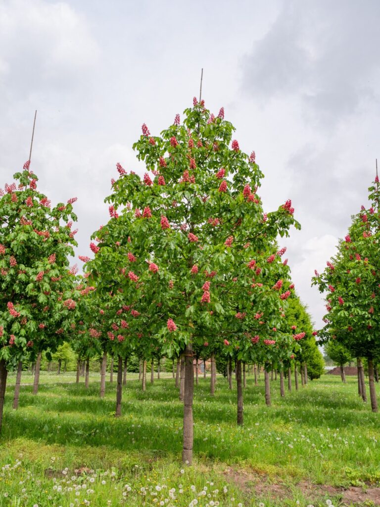 Hússzínű vadgesztenye (Aesculus carnea ‘Briotii’)