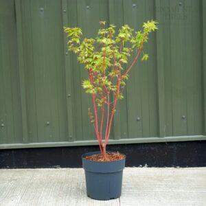 Japán juhar (Acer palmatum ‘Sangokaku’)