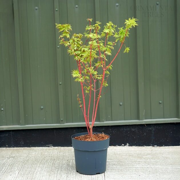 Japán juhar (Acer palmatum ‘Sangokaku’)