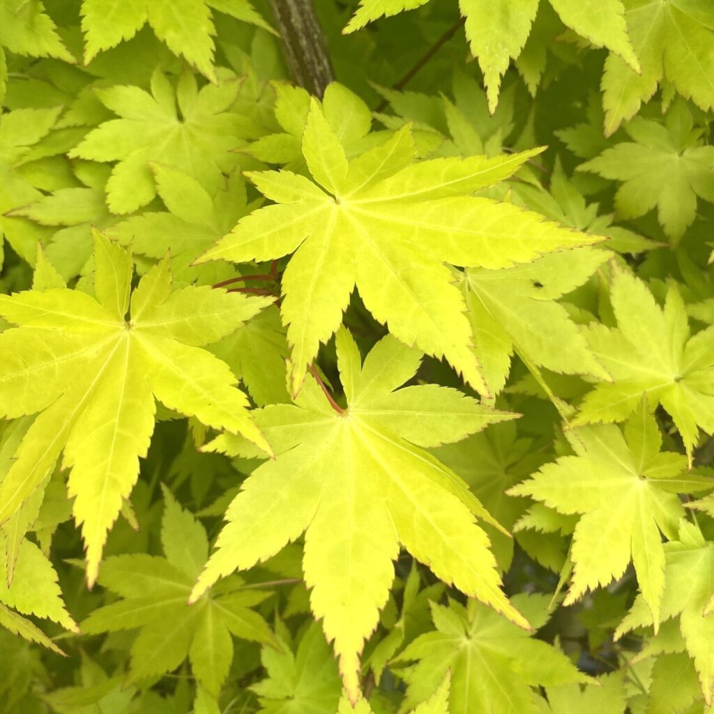 Japán juhar (Acer palmatum ‘Summergold’)