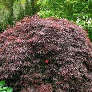 Japán juhar (Acer palmatum ‘Tamukeyama’)