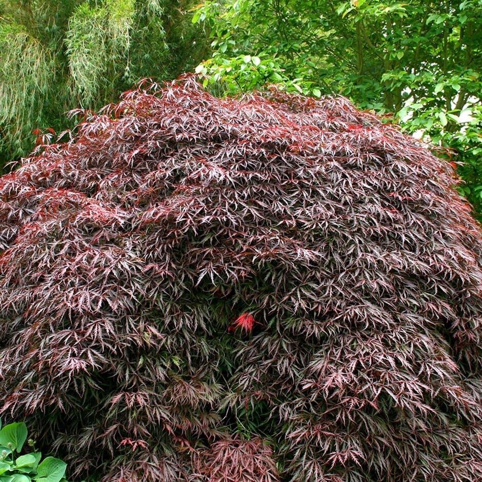 Japán juhar (Acer palmatum ‘Tamukeyama’)