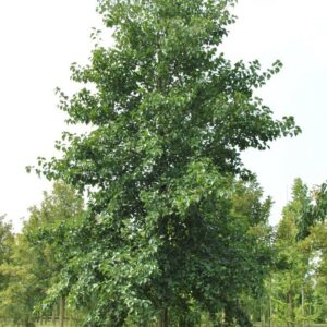 Hamvas éger (Alnus incana)