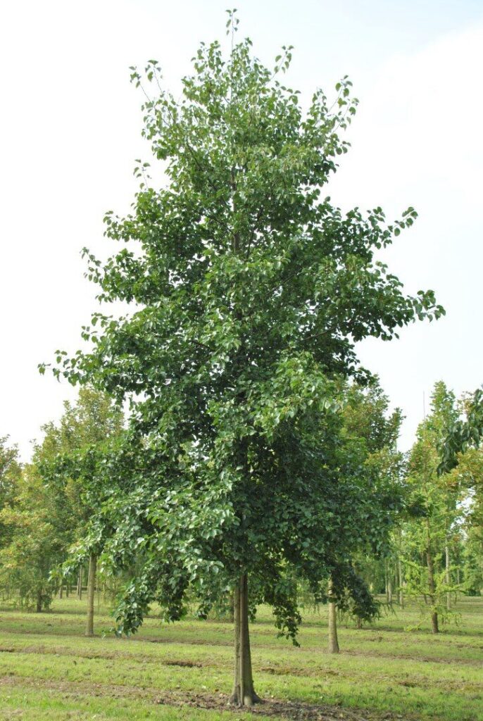 Hamvas éger (Alnus incana)