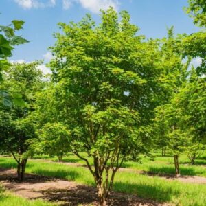 ACER MONSPESSULANUM (többtörzses)