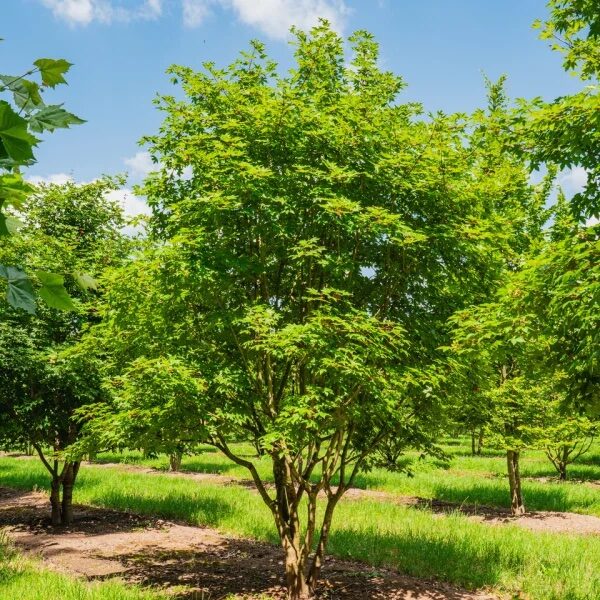ACER MONSPESSULANUM (többtörzses)