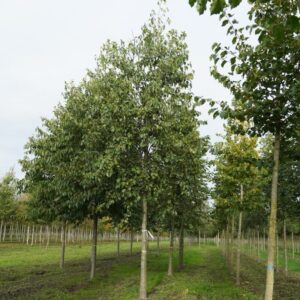 Olasz éger (Alnus cordata)