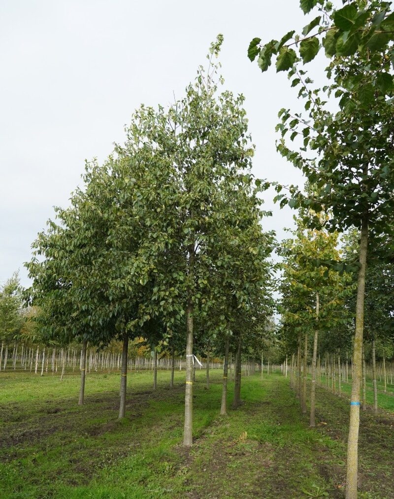 Olasz éger (Alnus cordata)