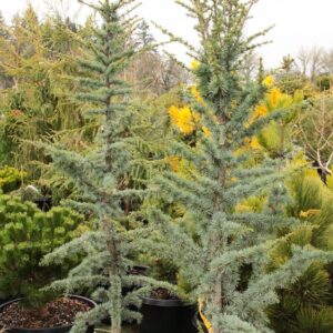 Atlaszcédrus (Cedrus atlantica ‘Fastigiata’)