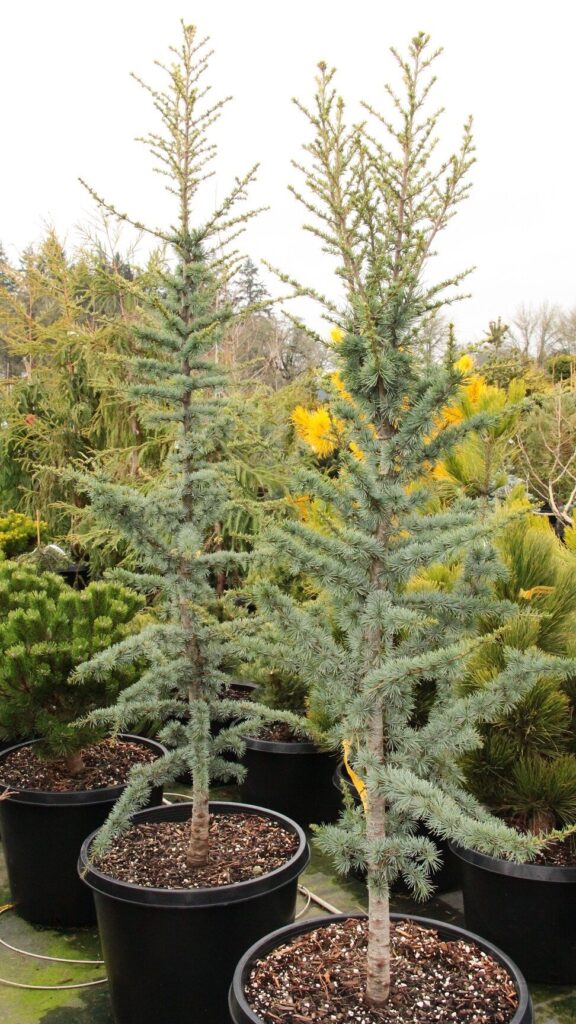 Atlaszcédrus (Cedrus atlantica ‘Fastigiata’)