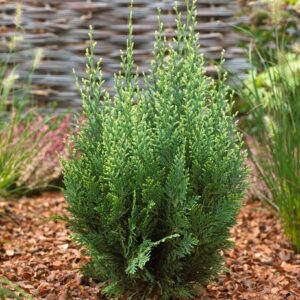 Lawson-ciprus (Chamaecyparis lawsoniana ‘White Spot’)