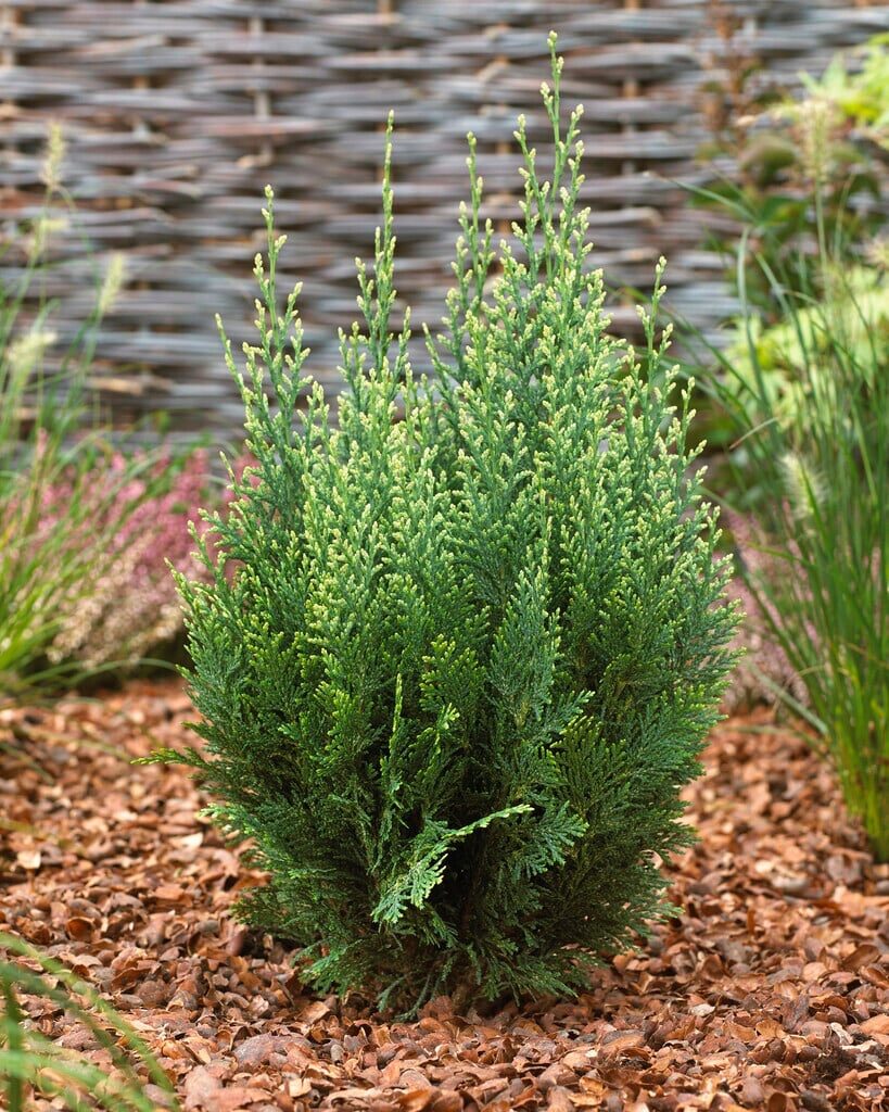 Lawson-ciprus (Chamaecyparis lawsoniana ‘White Spot’)